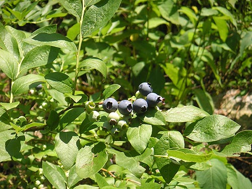 blueberries_06_2011.jpg