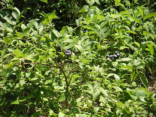 blueberry_bush_06_2011.jpg