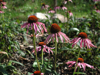 echinacea2.jpg
