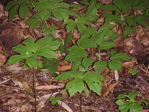 goldenseal_ginseng_raised_bed_06_2011.jpg
