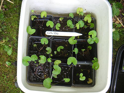 gotu_kola_plants_06_2011.jpg