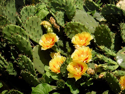 prickly_pear_06_2011.jpg