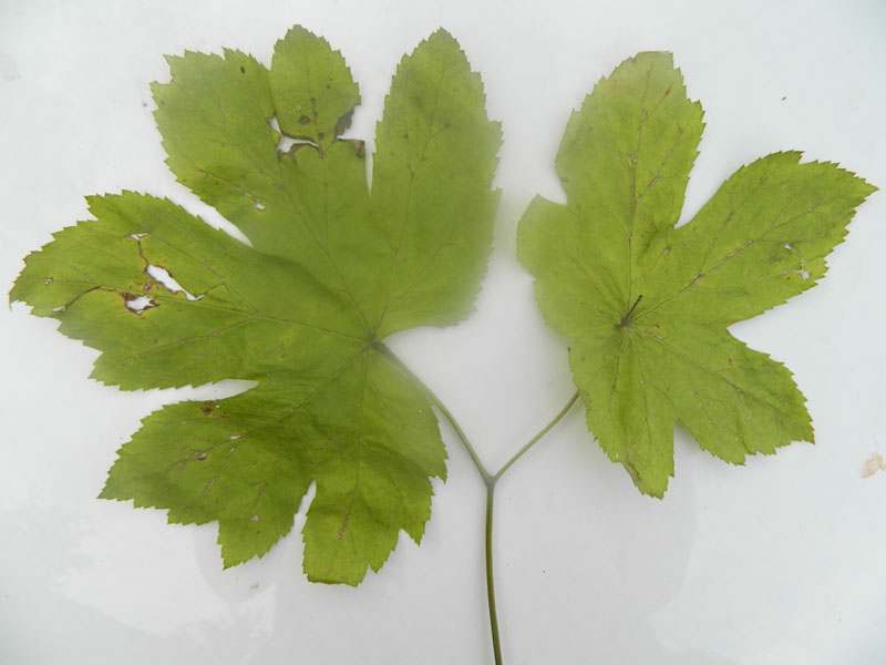 goldenseal-leaf.jpg