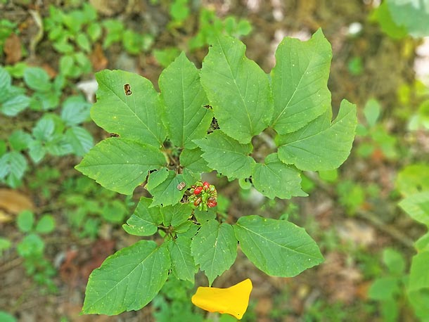 Four prong ginseng from Celo, NC.jpg